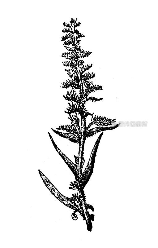 仿古插画:Echium vulgare, viper’s bugloss, blueweed